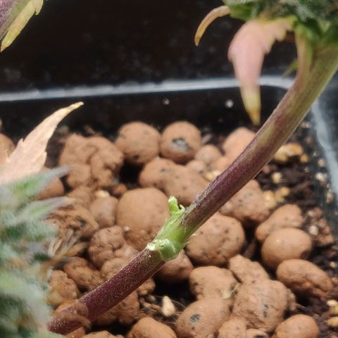 Dark Devil Auto (Done) growlog photo: Testernte 1,3G Nassgewicht