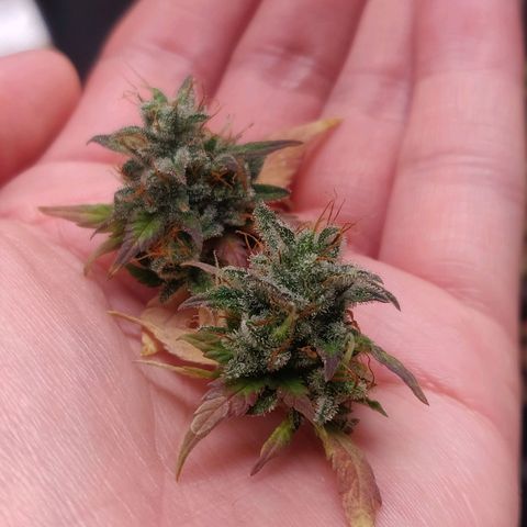 Dark Devil Auto (Done) growlog photo: Testernte 1,3G Nassgewicht
