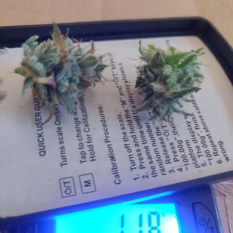 Dark Devil Auto (Done) growlog photo: Testernte entblättert 1,18G