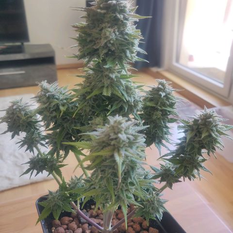 Blue Dream Matic (Done) growlog timeline photo