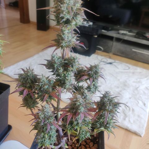Blue Dream Matic (Done) growlog timeline photo