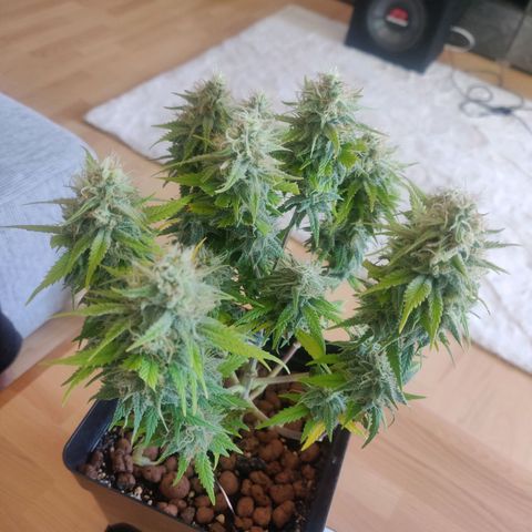 Amnesia Haze (Done) growlog timeline photo