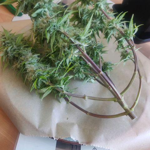 Amnesia Haze (Done) growlog timeline photo