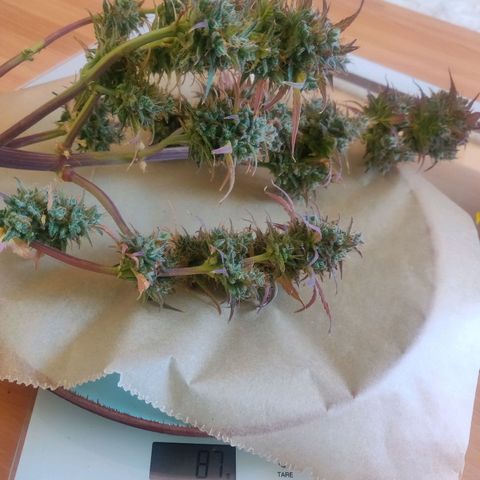 Dark Devil Auto (Done) growlog timeline photo