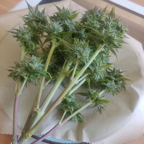 Blue Dream Matic (Done) growlog timeline photo