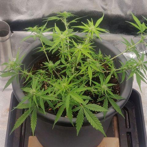 Blueberry Automatic (Done) growlog timeline photo