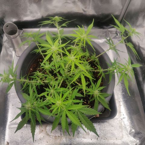 Blueberry Automatic (Done) growlog timeline photo