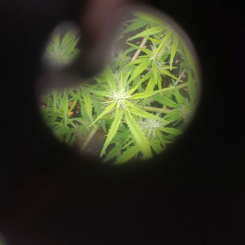 Blueberry Automatic (Done) growlog timeline photo