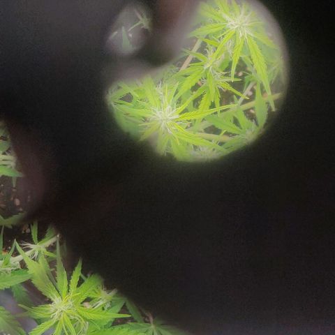 Blueberry Automatic (Done) growlog timeline photo