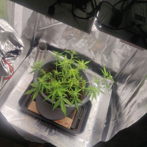 Blueberry Automatic (Done) growlog timeline photo