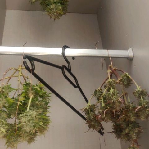 Dark Devil Auto (Done) growlog timeline photo