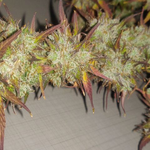 Dark Devil Auto (Done) growlog photo: Such a beauty!