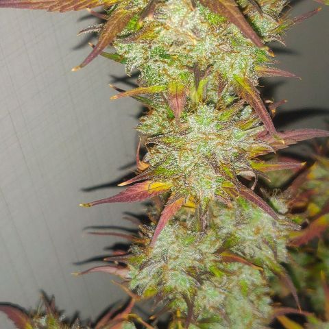 Dark Devil Auto (Done) growlog photo: Such a beauty!