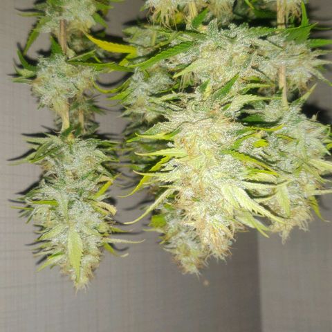Amnesia Haze (Done) growlog photo: Lemonzzz 🍋
