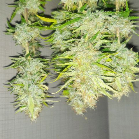 Amnesia Haze (Done) growlog photo: Lemonzzz 🍋