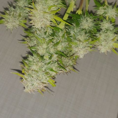 Blue Dream Matic (Done) growlog photo: XMAS Chrystal