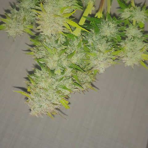 Blue Dream Matic (Done) growlog photo: XMAS Chrystal