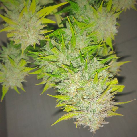 Blue Dream Matic (Done) growlog photo: XMAS Chrystal
