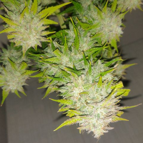 Blue Dream Matic (Done) growlog photo: XMAS Chrystal