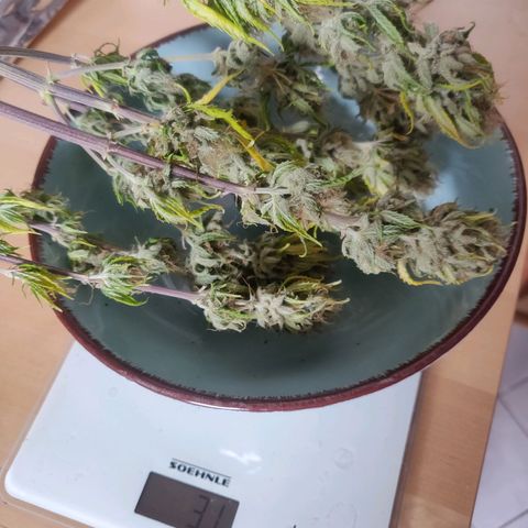 Amnesia Haze (Done) growlog photo: Gewicht 31G