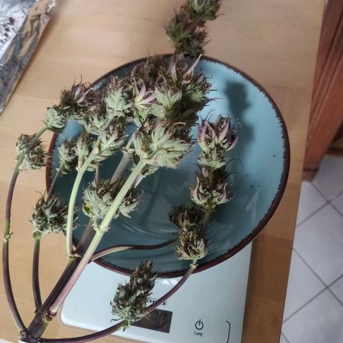 Dark Devil Auto (Done) growlog photo: Gewicht 30G