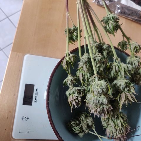 Blue Dream Matic (Done) growlog photo: Gewicht 31G