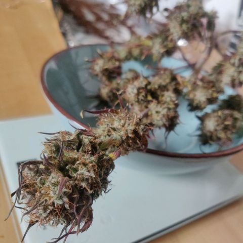 Dark Devil Auto (Done) growlog photo: Gewicht 30G
