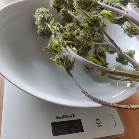 Amnesia Haze (Done) growlog timeline photo
