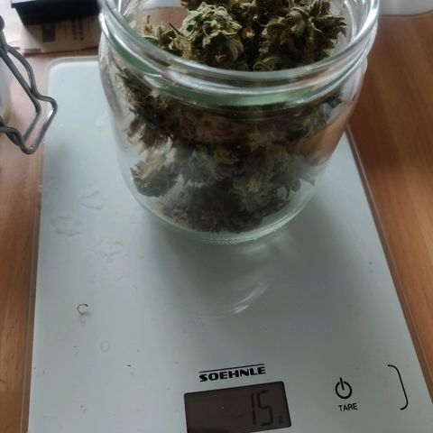 Amnesia Haze (Done) growlog photo: 15 G Dry Trimming Gewicht (nach Curing ca, 11-13