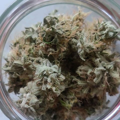 Amnesia Haze (Done) growlog photo: 15 G Dry Trimming Gewicht (nach Curing ca, 11-13