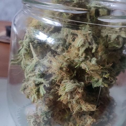 Amnesia Haze (Done) growlog photo: 15 G Dry Trimming Gewicht (nach Curing ca, 11-13