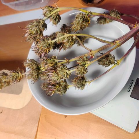 Dark Devil Auto (Done) growlog photo: 25G trocken