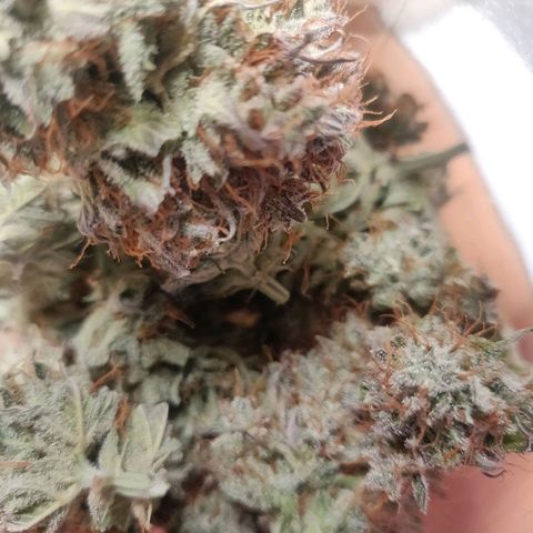 Dark Devil Auto (Done) growlog photo: Ganze 25G Trockengewicht, Endprodukt vermutlich um die 23-24G 😍 Strain sieht wundervoll aus!