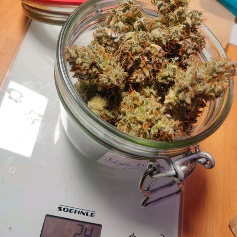 Dark Devil Auto (Done) growlog photo: Ganze 25G Trockengewicht, Endprodukt vermutlich um die 23-24G 😍 Strain sieht wundervoll aus!