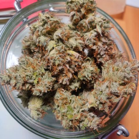 Dark Devil Auto (Done) growlog photo: Ganze 25G Trockengewicht, Endprodukt vermutlich um die 23-24G 😍 Strain sieht wundervoll aus!