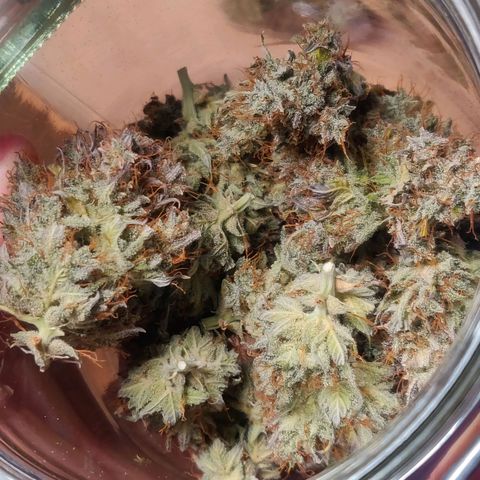 Dark Devil Auto (Done) growlog photo: Ganze 25G Trockengewicht, Endprodukt vermutlich um die 23-24G 😍 Strain sieht wundervoll aus!