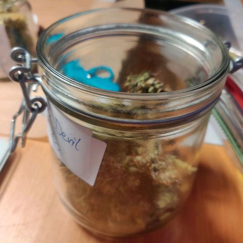 Dark Devil Auto (Done) growlog photo: Ganze 25G Trockengewicht, Endprodukt vermutlich um die 23-24G 😍 Strain sieht wundervoll aus!