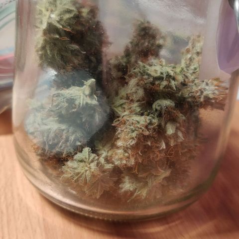 Dark Devil Auto (Done) growlog photo: Ganze 25G Trockengewicht, Endprodukt vermutlich um die 23-24G 😍 Strain sieht wundervoll aus!