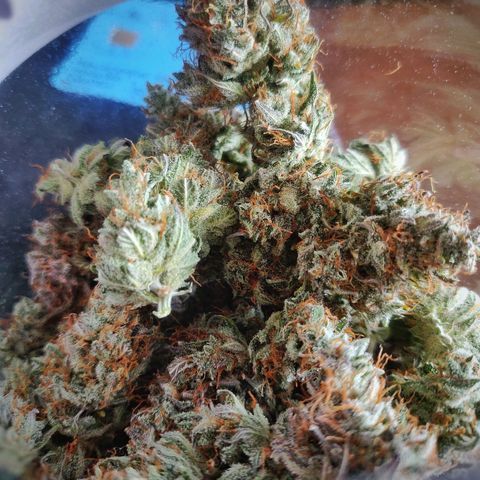 Dark Devil Auto (Done) growlog timeline photo
