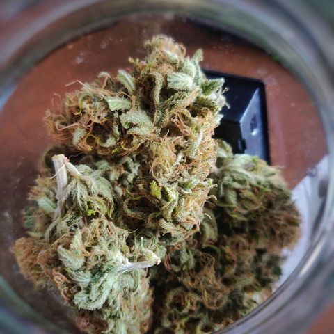 Amnesia Haze (Done) growlog timeline photo