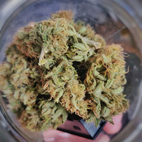 Amnesia Haze (Done) growlog timeline photo