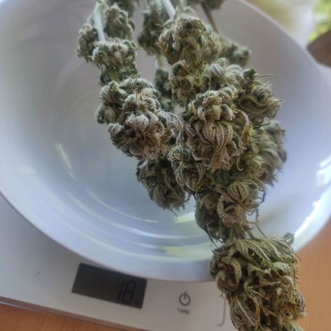 Blue Dream Matic (Done) growlog photo: 18G