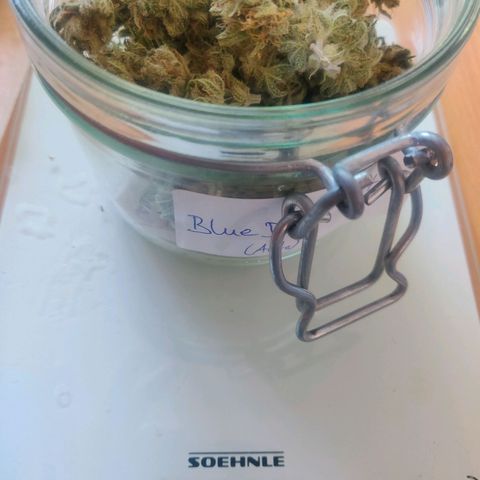 Blue Dream Matic (Done) growlog photo: 12G trocken
