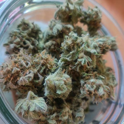Blue Dream Matic (Done) growlog timeline photo