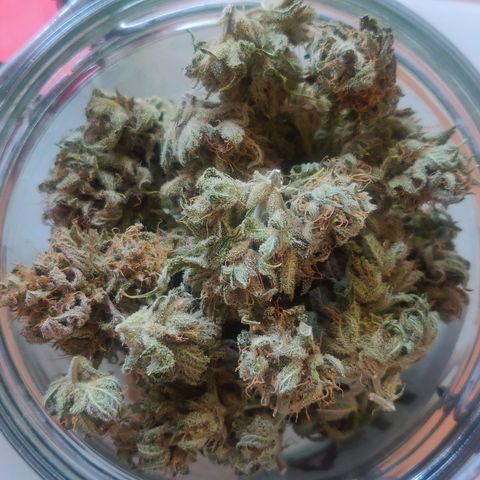 Blue Dream Matic (Done) growlog timeline photo
