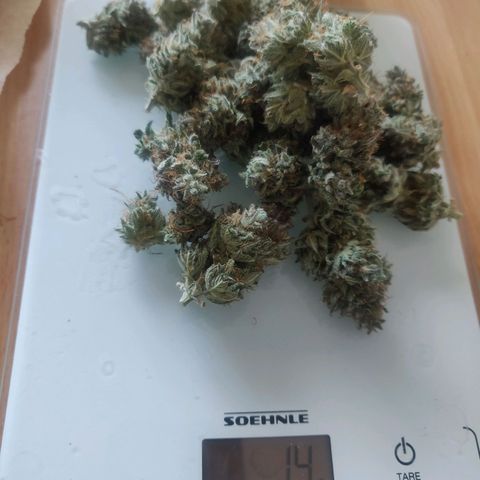 Dark Devil Auto (Done) growlog photo: Korrektes Gewicht+ ca. 2g