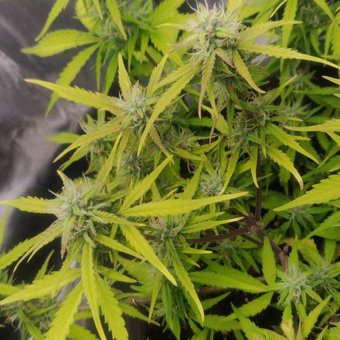 Blueberry Automatic (Done) growlog timeline photo
