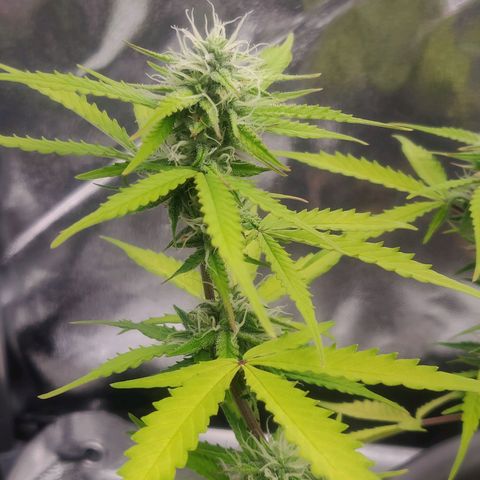 Blueberry Automatic (Done) growlog timeline photo