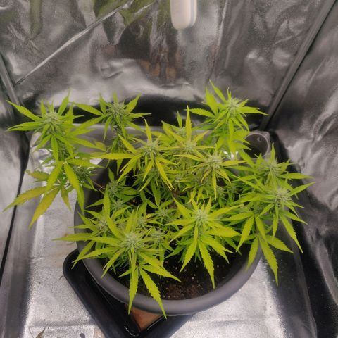 Blueberry Automatic (Done) growlog timeline photo