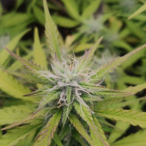 Blueberry Automatic (Done) growlog timeline photo
